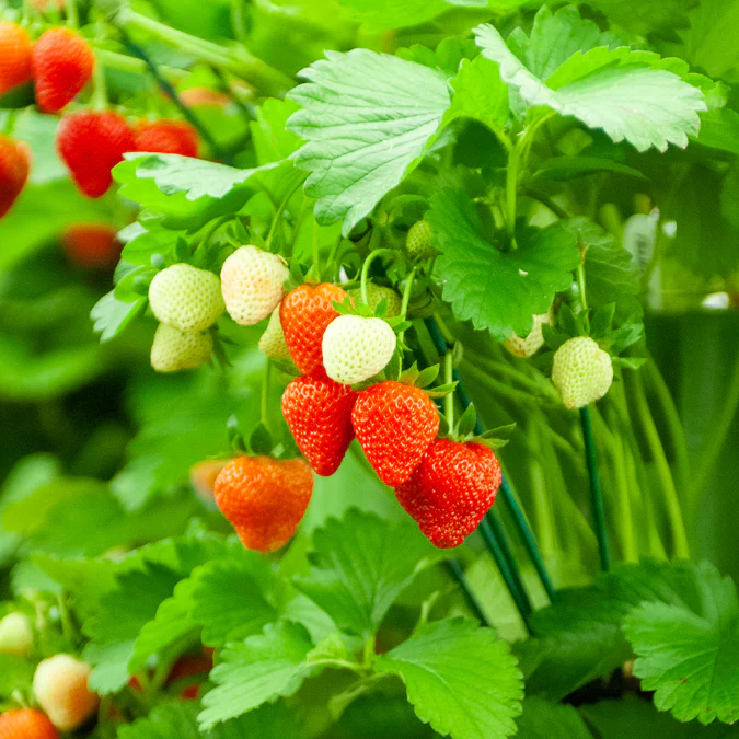 20 Fraisiers Maxim – Image 4