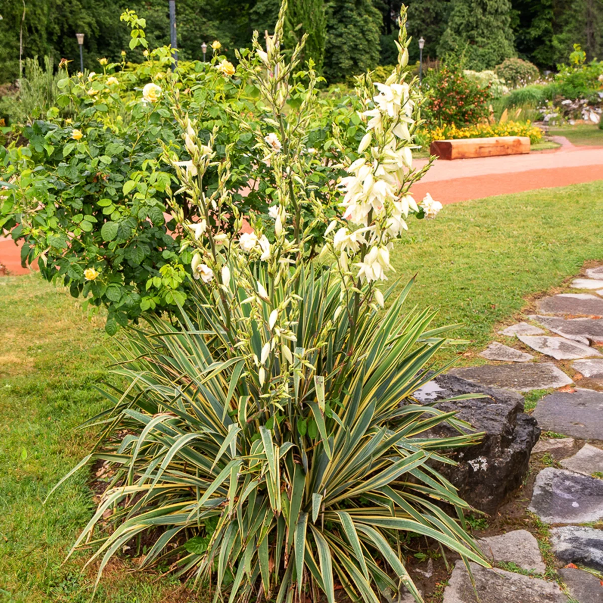 Yucca panaché – Image 2