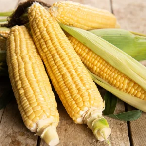 Maïs sucré Golden Bantam Bio