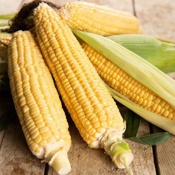 Maïs sucré Golden Bantam Bio