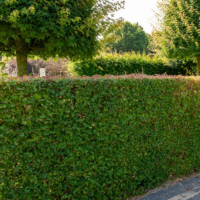 Haie de 10 Erables champêtre – Image 4