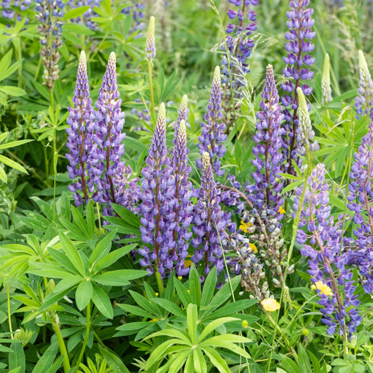 Lupin Gallery Blue – Image 3