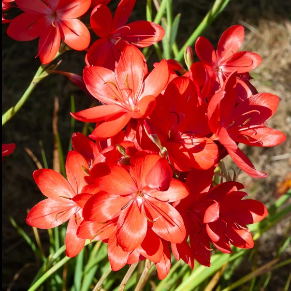 Lys des cafres 'Major' – Image 3