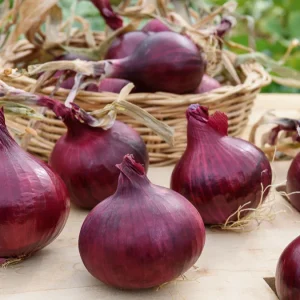 Oignon rouge Red Baron Bio