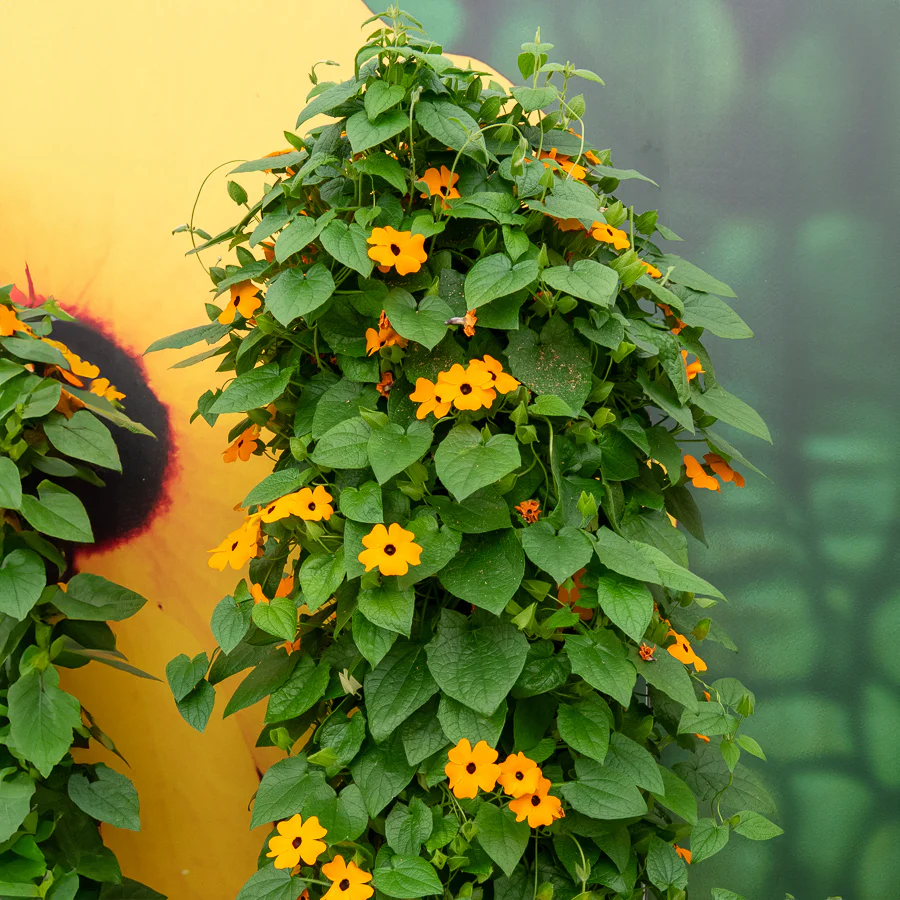 Suzanne orange aux yeux noirs – Image 7