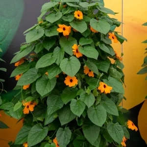 Suzanne orange aux yeux noirs