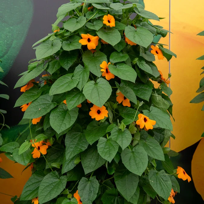 Suzanne orange aux yeux noirs