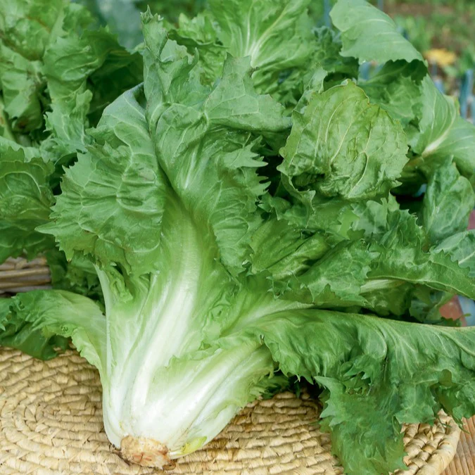 Chicorée scarole en cornet de Bordeaux – Image 3