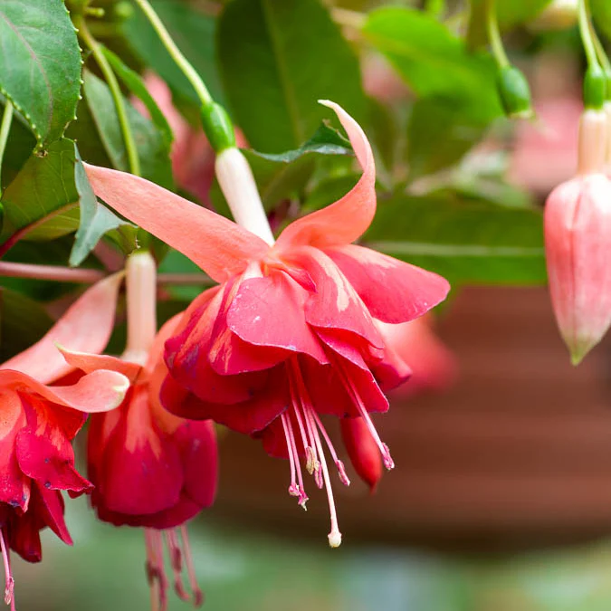3 Fuchsias retombants Bicentennial – Image 2