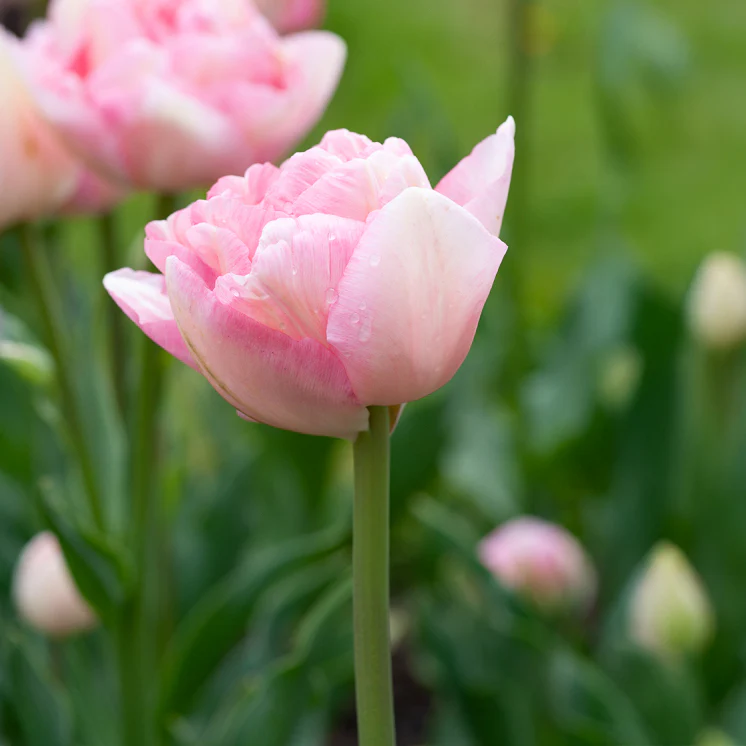10 Tulipes à fleur de pivoine Angélique – Image 3