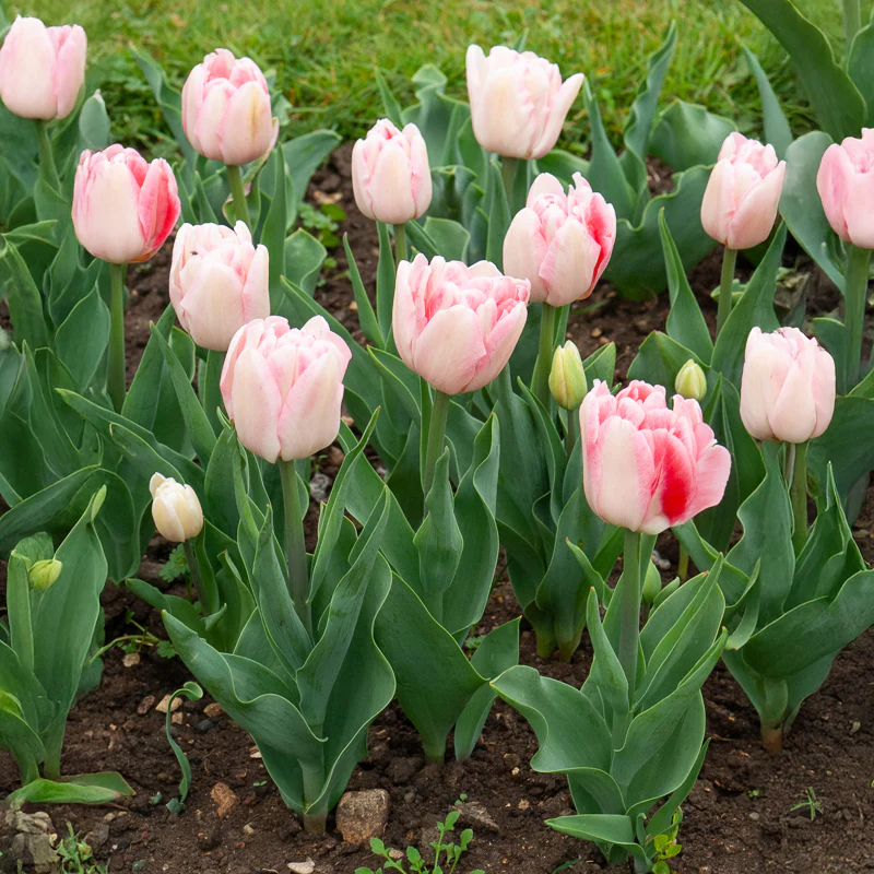 10 Tulipes à fleur de pivoine Angélique – Image 5