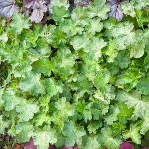 3 Heuchères hybride Hercules ®