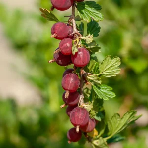 2 Groseilliers à maquereau Winham's industry