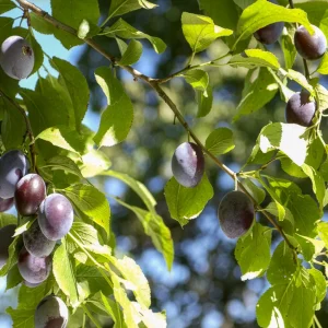 Prunier Quetsche d'Alsace