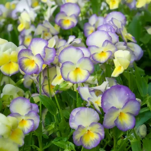 3 Violettes cornue Etain - Pensée