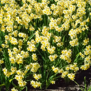 10 Mini-narcisses Minnow