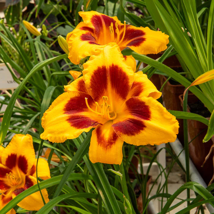 3 Hémérocalles Fooled me Série 500 – Image 2