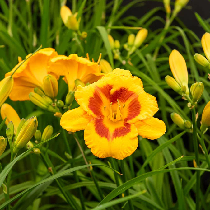 3 Hémérocalles Fooled me Série 500 – Image 4