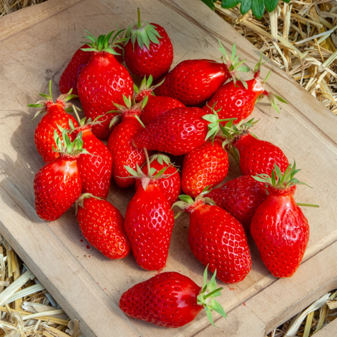 20 Fraisiers non remontants Gariguette – Image 2