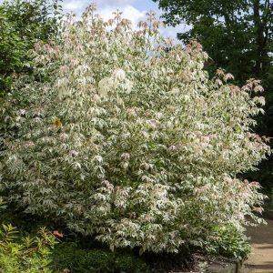 Erable Ă feuilles de frĂŞne