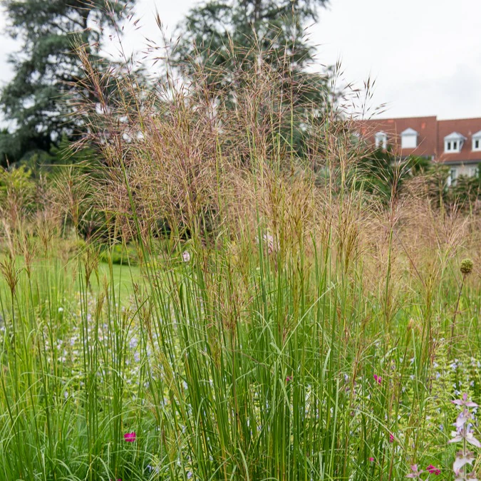 3 Panics bleus – Image 2