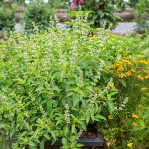 Basilic à l'odeur de citronnelle Mrs. Burns