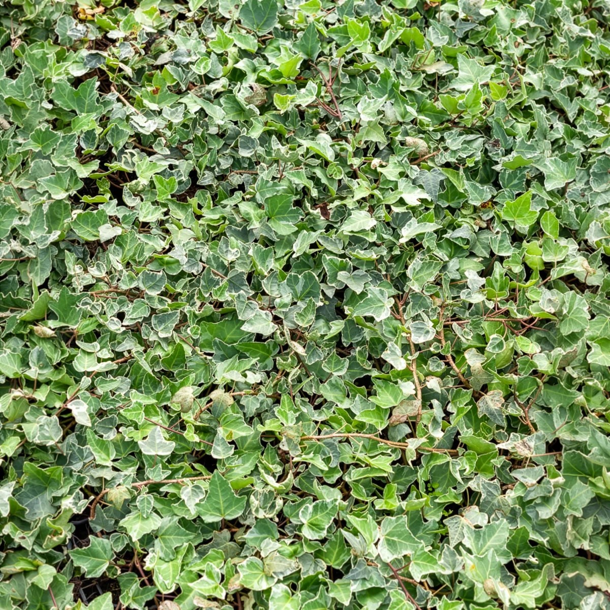 Lierre commun Glacier – Image 3