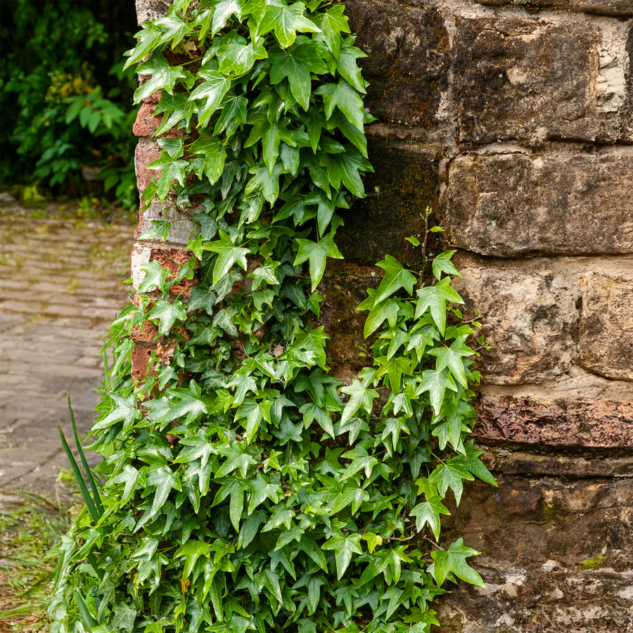 Lierre commun Sagittifolia – Image 2