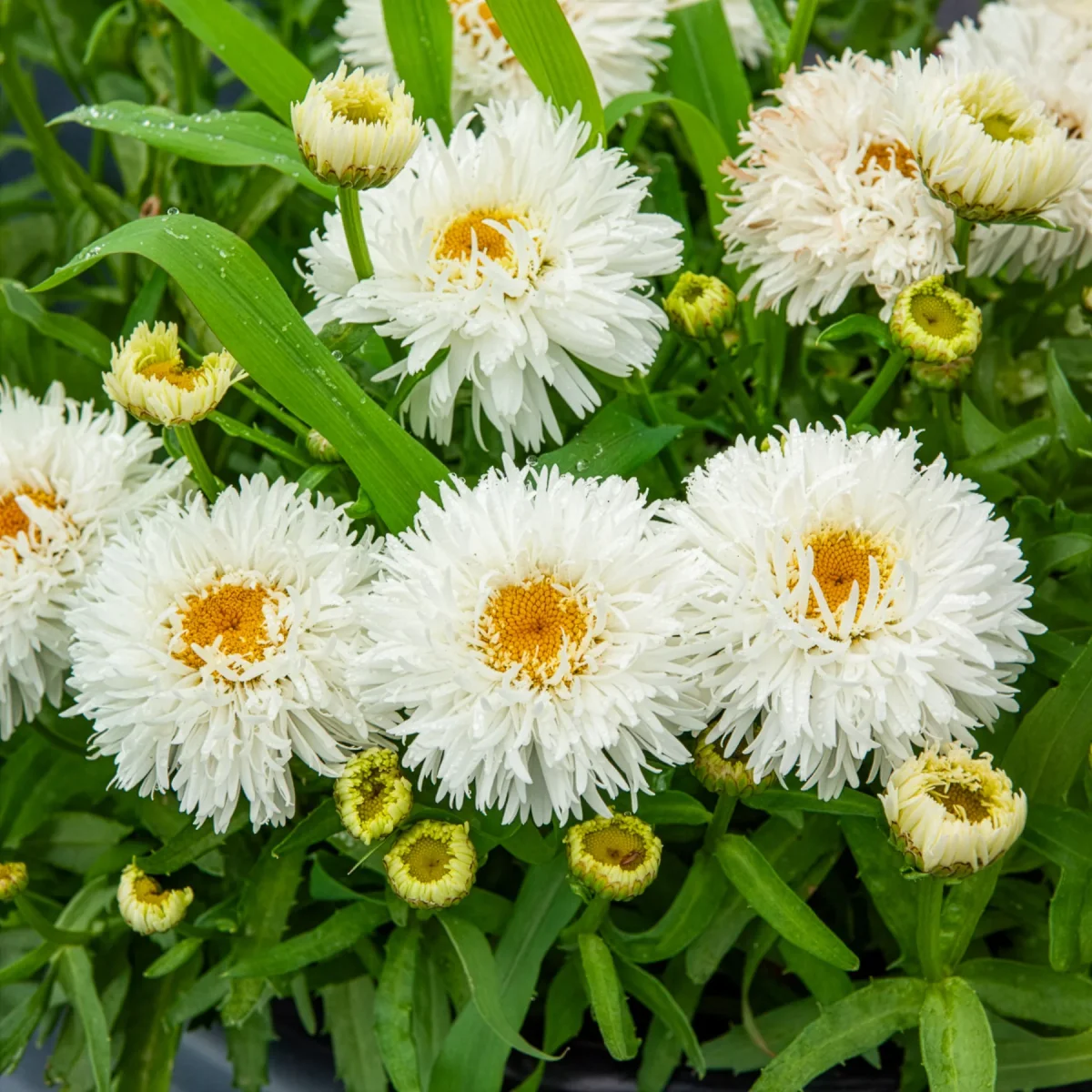 Marguerite d'été Laspider – Image 2