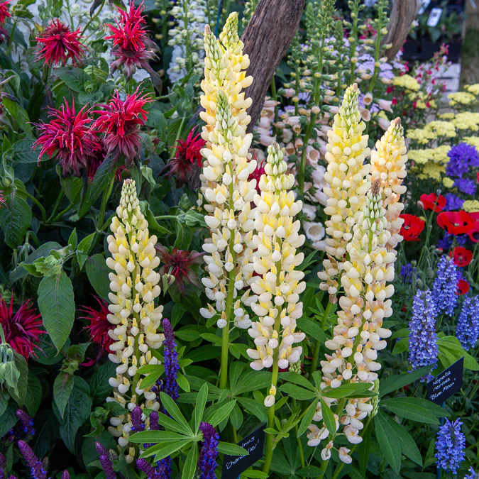 Lupin Chandelier – Image 4