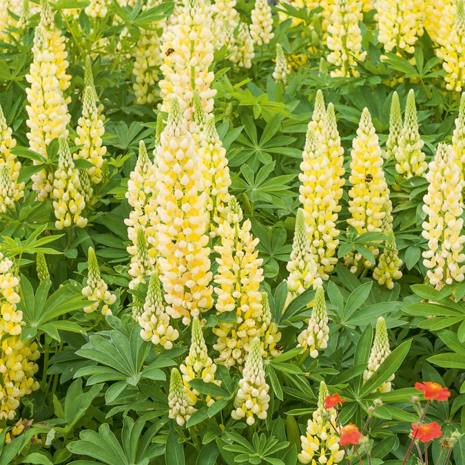 Lupin Gallery Yellow – Image 3