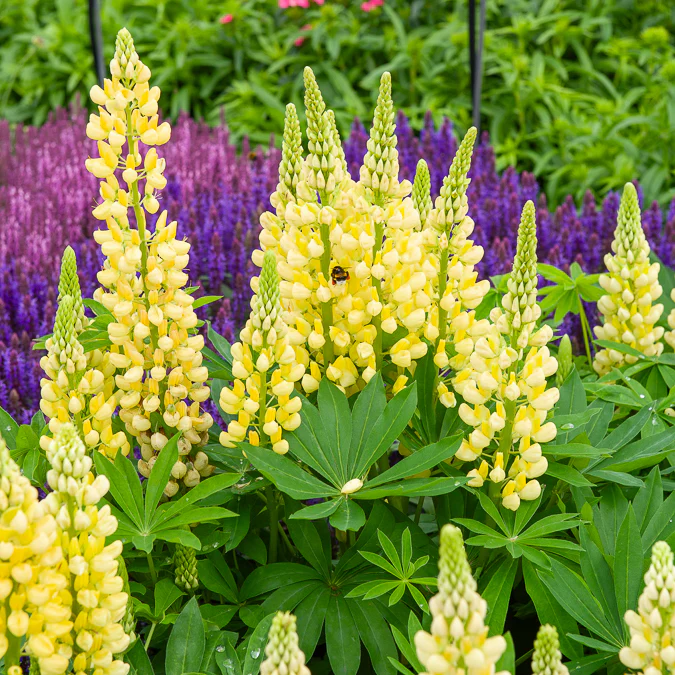 Lupin Gallery Yellow – Image 2