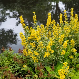 Lysimaque ponctuée Alexander