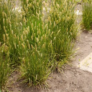 Vulpin des prés panaché