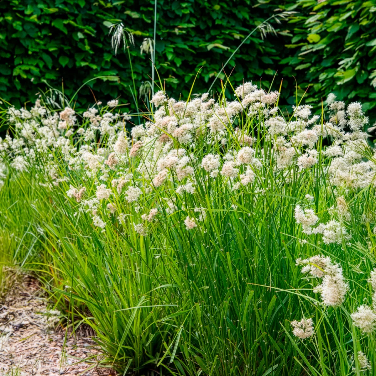 Luzule blanc de neige