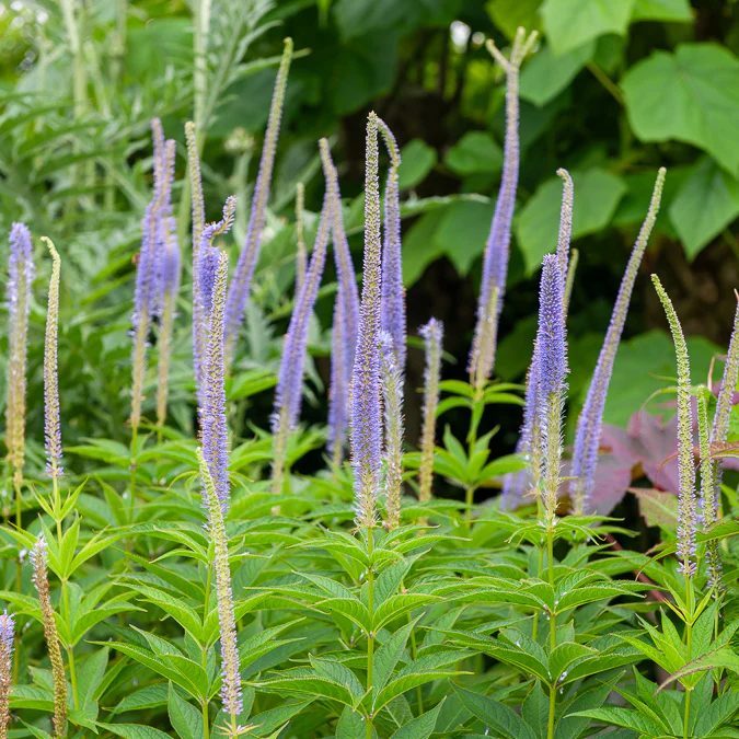 Véronique de Virginie Apollo – Image 3