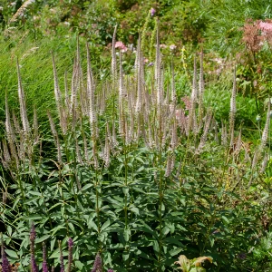 Véronique de Virginie Roseum