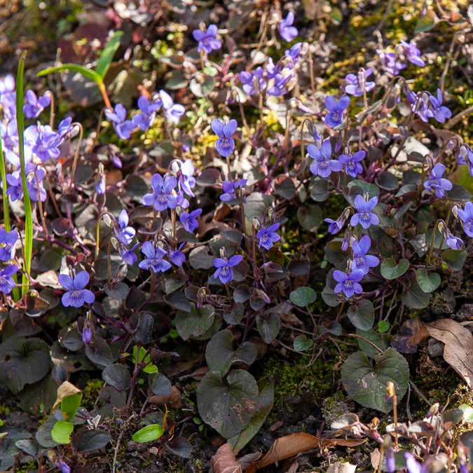 Violette de Labrador – Image 5