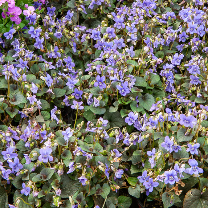 Violette de Labrador – Image 3
