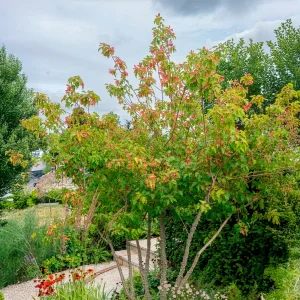 Erable du fleuve Amour