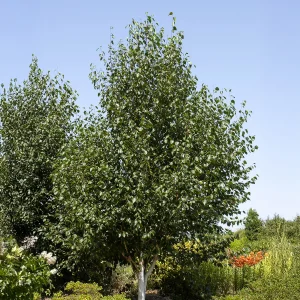 Bouleau de l'Himalaya