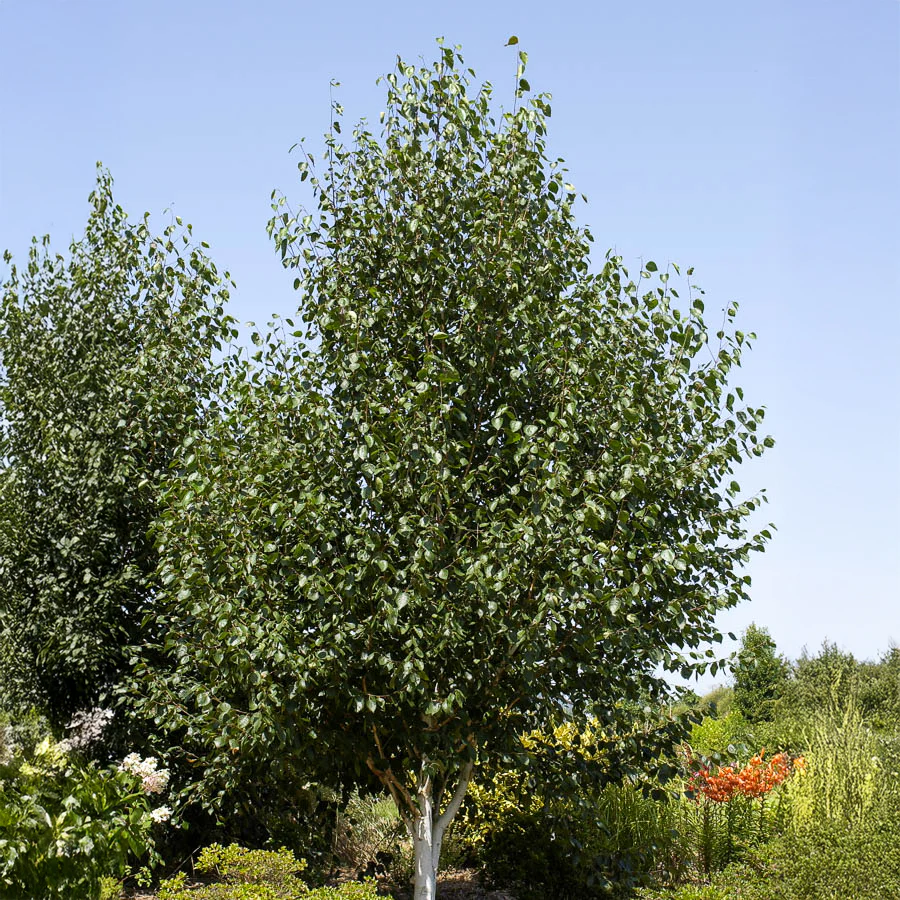 Bouleau de l'Himalaya