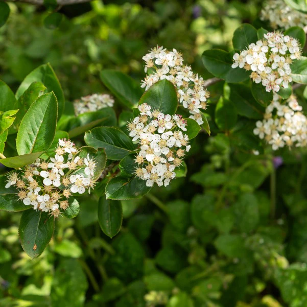 Aronia prunifolia Nero – Image 4