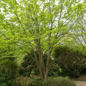 Erable du père David