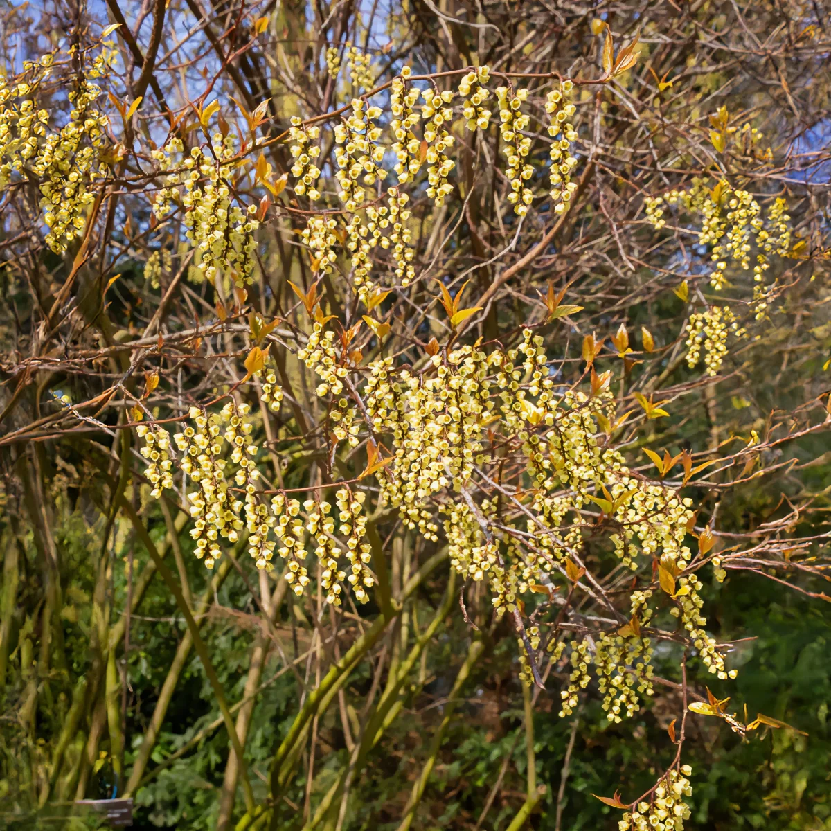 Stachyurus chinensis Joy Forever – Image 5