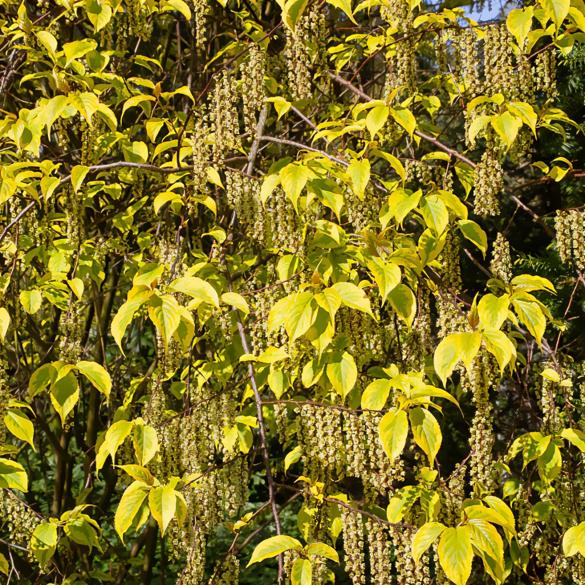 Stachyurus chinensis Joy Forever – Image 3