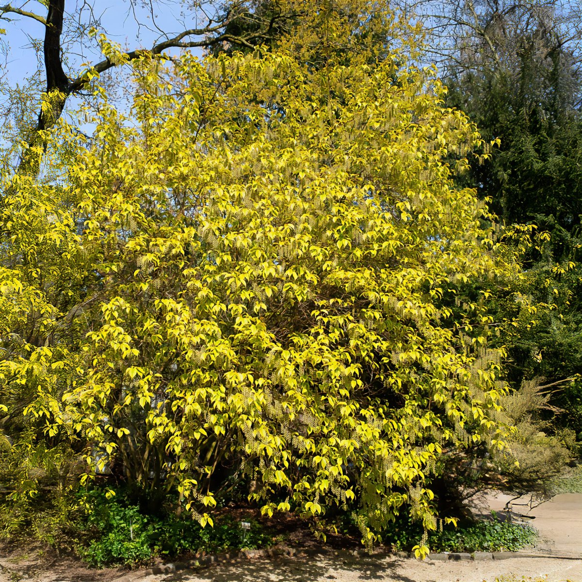 Stachyurus chinensis Joy Forever – Image 2