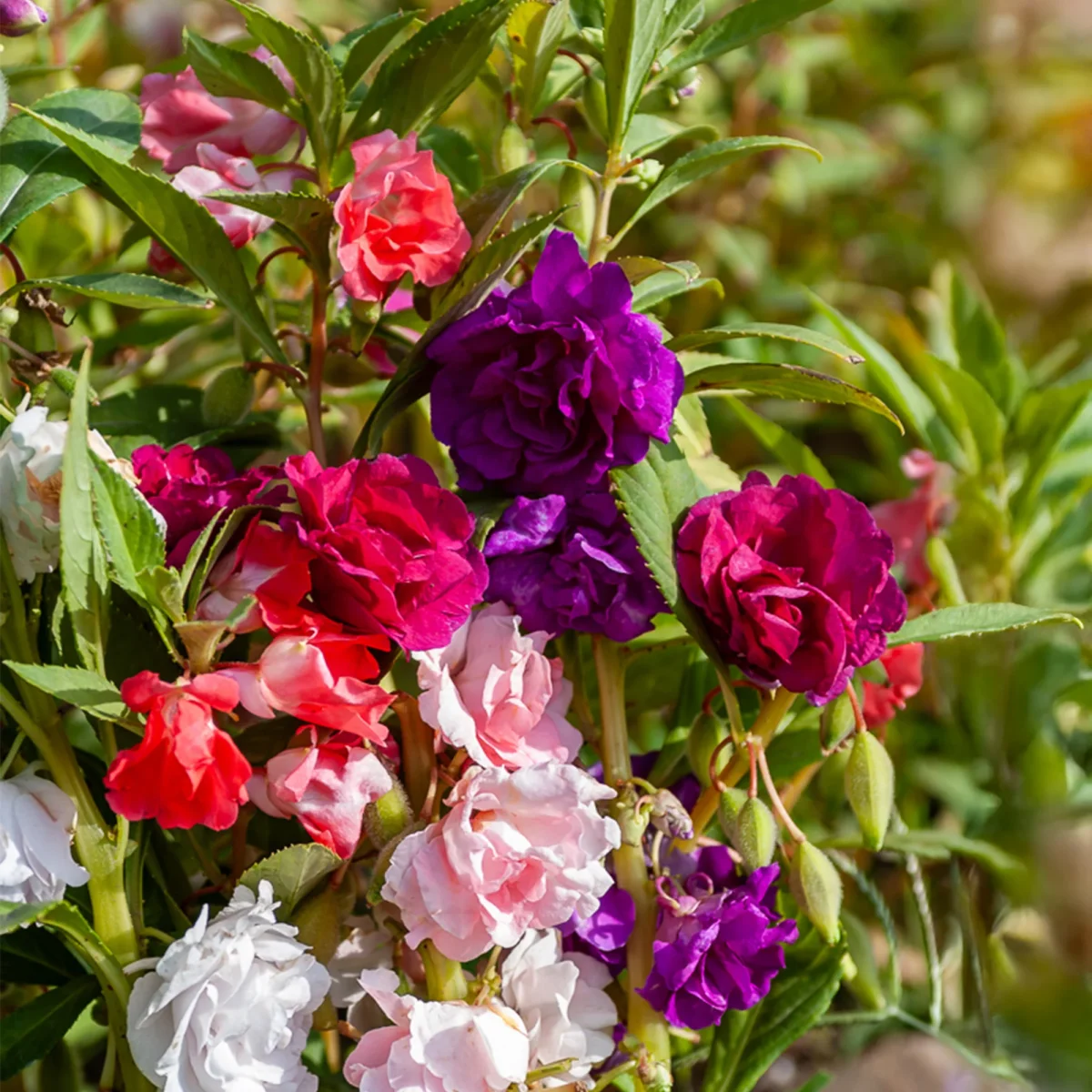 Balsamine à fleurs de camélia en mélange – Image 2