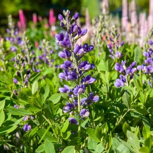 Lupin indigo Blueberry Sundae