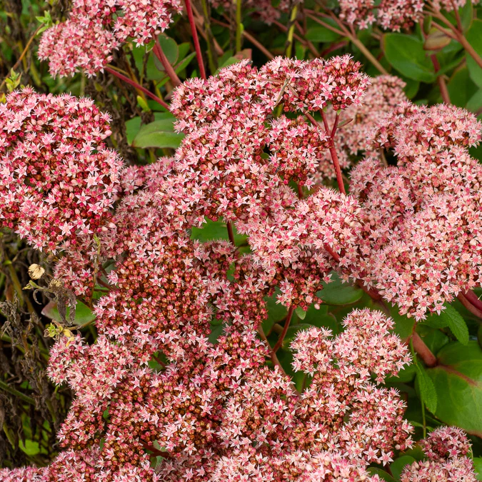 Sedum Matrona – Image 4